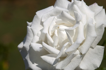 Sydney Australia, close up of white rose petals 