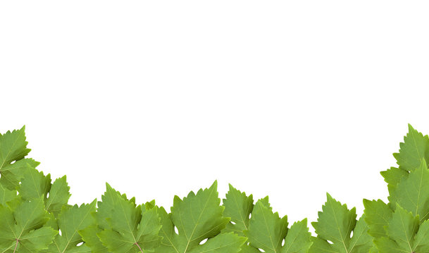 Green grape-leaf with clipping path isolated on white background.