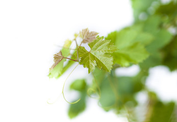 Green grape-leaf ,grapevine on white background, saved clipping path.
