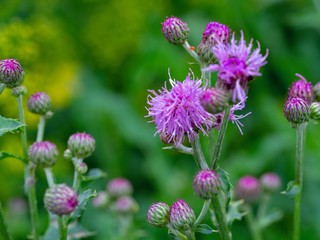 Purple Thistle