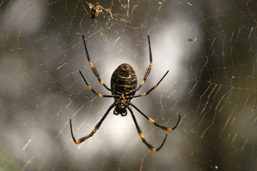 Sydney Australia, orb spider and web in garden