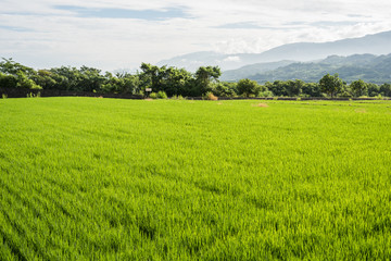 Fototapeta premium green paddy farm