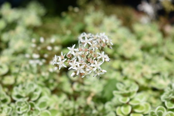 セダム　コーラルカーペット（75）