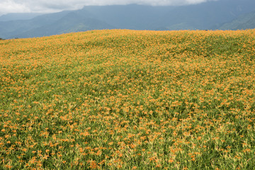 landscape of tiger lily