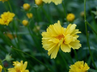 Yellow Flower Garden