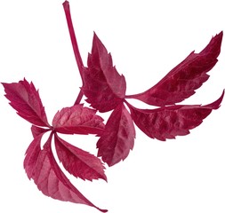 Close-up of red leaves isolated on white background