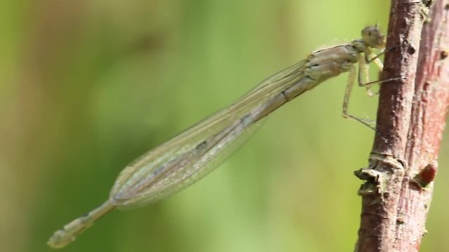 Winterlibelle, Br&auml;unliche Libelle