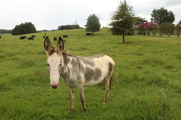 Obraz premium Donkey and his herd