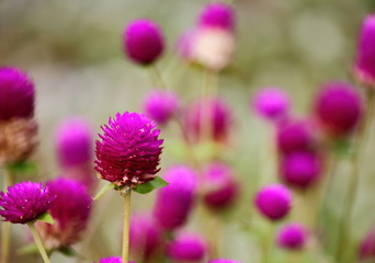 beautiful globe amaranth flower fresh in nature