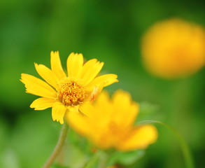 beautiful singapore dailsy flowers fresh in garden