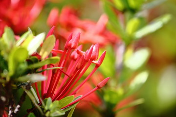 Obraz premium beautiful red spike flower in fresh nature