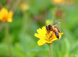 bee on beautiful fresh flower in garden