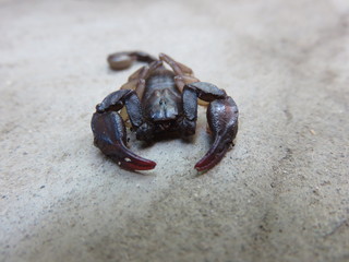 Scorpione