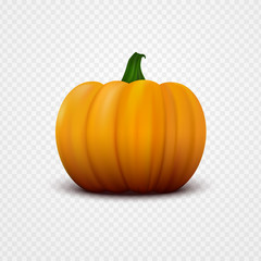 Realistic orange vector pumpkin isolated on transparent background. Single fresh vegetable close-up