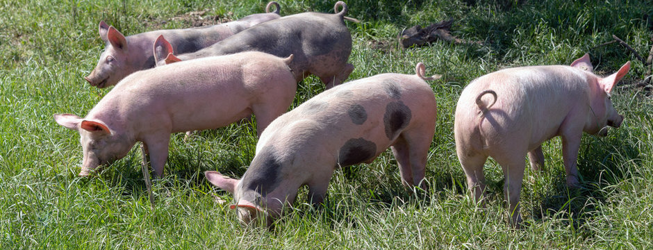 Gl&uuml;ckliche Bio-Ferkel auf der Wiese-Banner