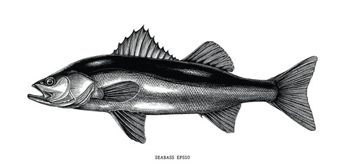 Seabass hand draw vintage clip art isolated on white background