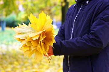 Image of the hands of a man holding a bouquet of yellow maple leaves.