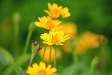 beautiful singapore dailsy flowers fresh in garden