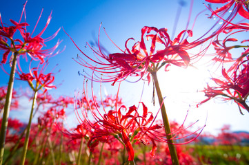 彼岸花