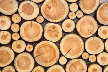 Fototapeta premium Decorative wall made of wooden cutted pieces of tree as part of decor of photobooth. Horizontal color photography.