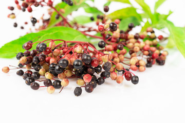 Elderberries isolated on white background