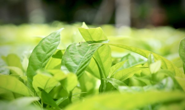 Fototapeta leaves in the tropical forest,Texture of green leaves, leaf in Forest. Garden and Green wall. Green abstract background.