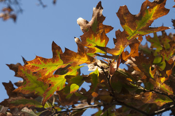 Sydney Australia, Autumnal colors in leaves against a blue sky