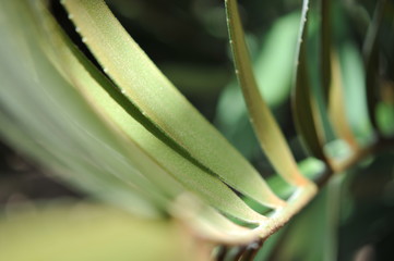 leaves in the tropical forest,Texture of green leaves, leaf in Forest. Garden and Green wall. Green abstract background.