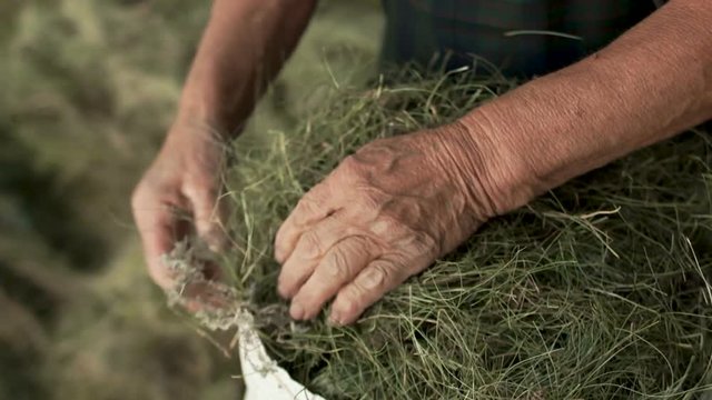 The wrinkled hands of an elderly woman fold dry grass, hay in a canvas bag. Close-up. Country work, subsistence farming