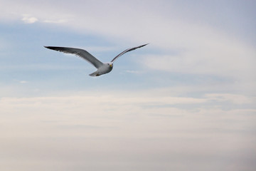 Seagull flying 5