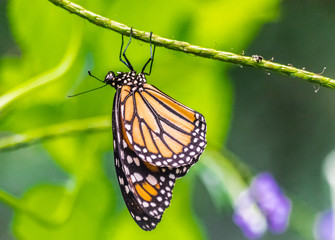 Danaus plexippus butterfly resting upside down on a green  stem with green vegetation background