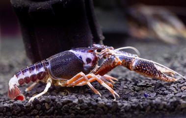 Purple Crayfish in aquarium.