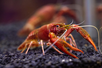 Orange Crayfish in aquarium.