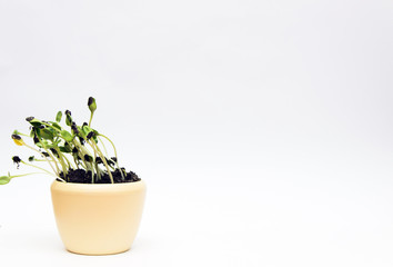 pot with indoor flower, on white background.