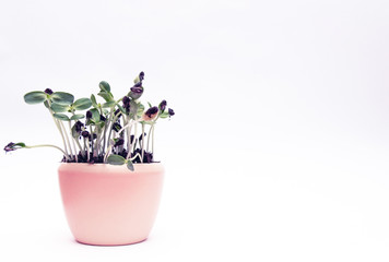 pot with indoor flower, on white background.