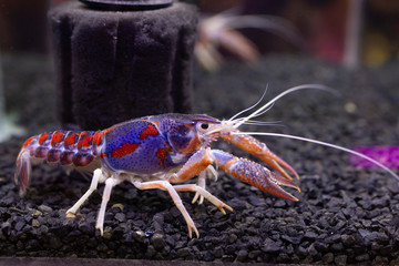 Purple Crayfish in aquarium.