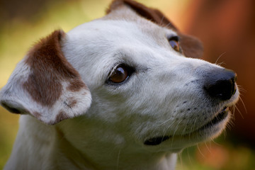 Jack Russell Terrier Portrait vor farbigem Hintergrund