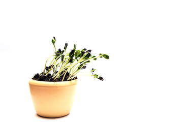 pot with indoor flower, on white background.