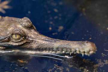 Close up head of little crocodile larvae in water. It's looking back.