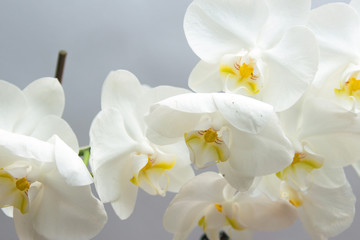 Fototapeta na wymiar White flower Orchid flowering.