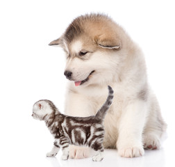 Alaskan malamute puppy with tabby kitten in profile. Isolated on white background