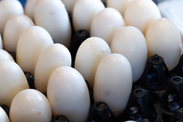 Eggs 's Crocodile in egg tray. Present for sale.