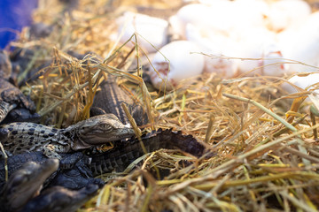 Crocodile larvae that have recently emerged from eggs.