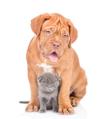 Bordeaux puppy dog sitting with scottish kitten. isolated on white background