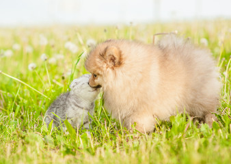 Spitz puppy sniffing and kissing tabby kitten on a summer grass