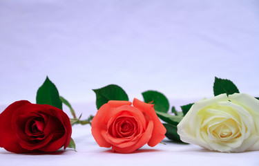 three roses on white background, romantic  white Valentine