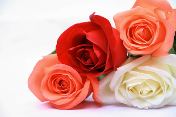 four Rose  different colors on white background