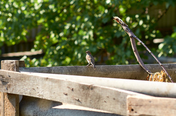 Sparrow sitting on the fence