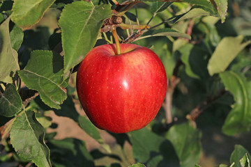 Very healthy red apple Malus domestica 'Gala' from home garden in summer and autumn