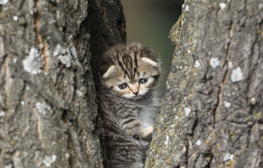 Fototapeta premium mały futrzany kotek na drzewie